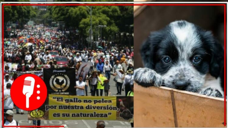 Imágenes tomadas de www.jornada.com.mx y www.hola.com